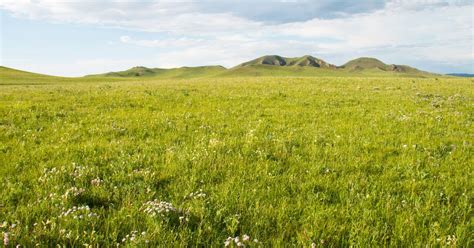 Spatial Dynamics And Drivers Of Recent Changes In Grass And Shrub Cover In Submontane Grassland Plant Communities Community Ecology