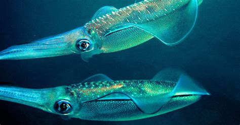 Squid Speak An Alphabet With Their Skin Science Of Us