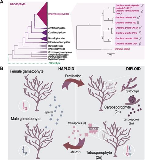 Structural And Evolutionary Features Of Red Algal Uv Sex Chromosomes Genome Biology Full Text