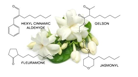 The Scent Of Jasmine Is Stronger Jasmine In Perfumery Raw Materials The Scent Of Jasmine Is Stronger Jasmine In Perfumery Raw Materials