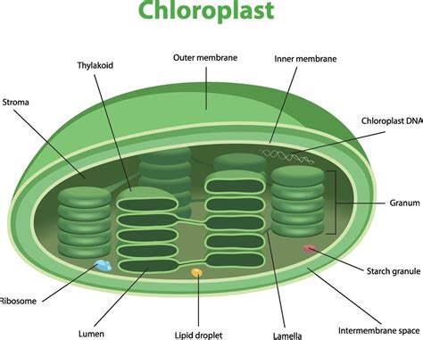 The Structure Of The Chloroplast Structure Within The Cells Of Algae