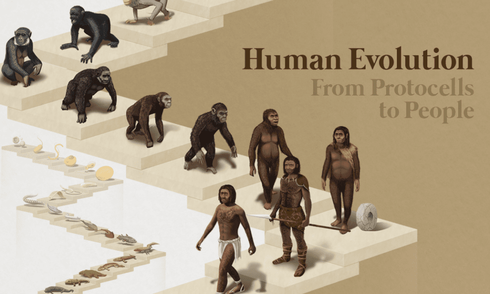 Timeline Of Human Evolution History Amp Science Wiki Timeline Of Human Evolution History Amp Science Wiki