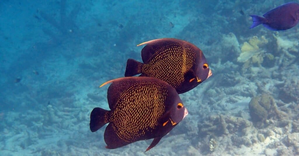 Top 10 Most Romantic Animals In The World A Z Animals