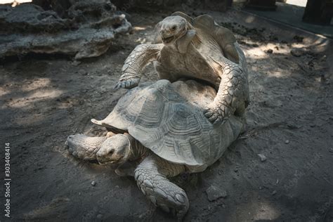 The Ultimate Guide: Turtle Mating Secrets