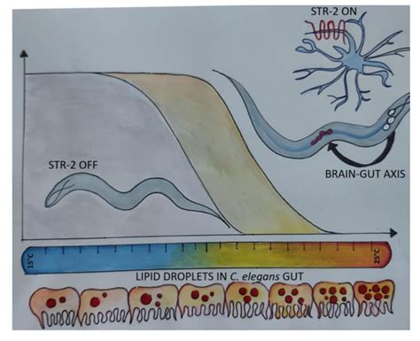 Unlocking The Secrets Of C Elegans The Tiny Worms Revolutionizing Our Understanding Of The Gut Brain Axis