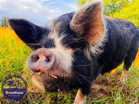 Unveiling The Charm Kunekune Pig Communication Decoded Unveiling The Charm Kunekune Pig Communication Decoded