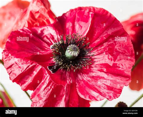 Velvet Poppy Hi Res Stock Photography And Images Alamy