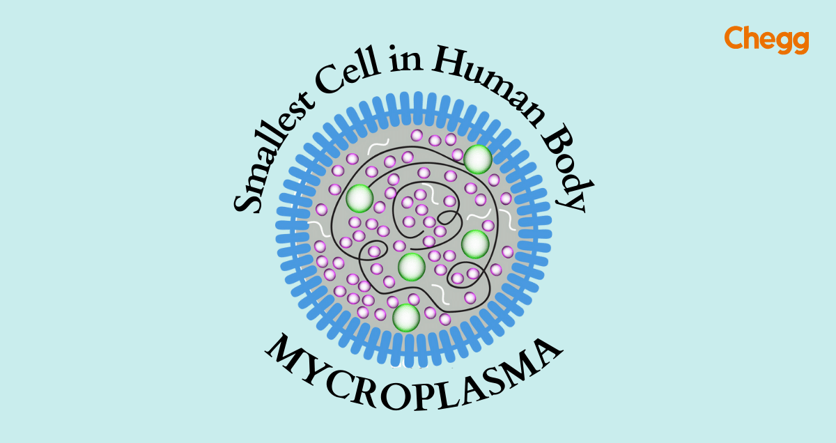 Wat Is Te Smallest Cell? Mythe Ontkracht: Virussen Zijn Geen Cellen