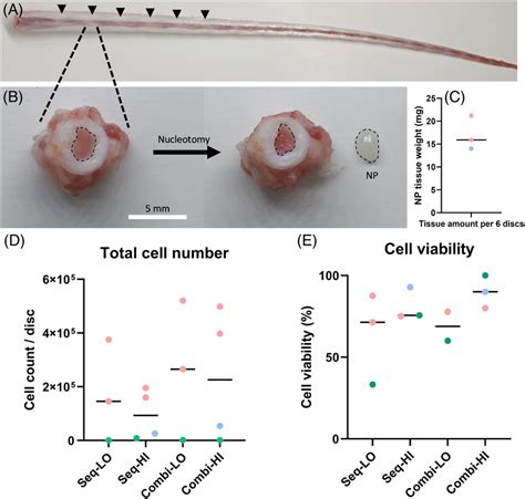Avoid This Common Mistake About What Cell Rat Is
