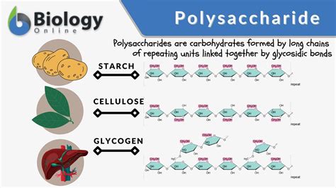What Is A Polysaccharide Monosaccharide Ppt Download