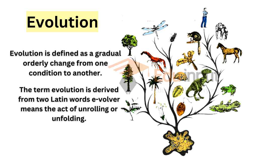 What Is Evolution Definition Of Evolution What Is Evolution Definition Of Evolution