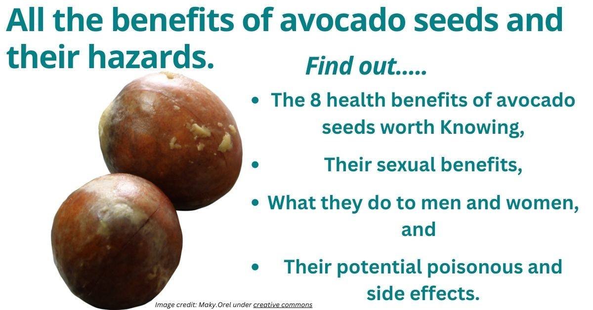 What Is The Benefits Of Avocado Seed Storables