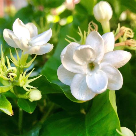 White Potted Jasmine Plant For Sale Philippine Jasmine Easy To Grow Bulbs
