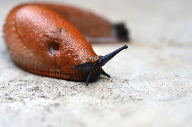 Why Are Snails And Slugs So Slow Positive Encouraging K Love Why Are Snails And Slugs So Slow Positive Encouraging K Love