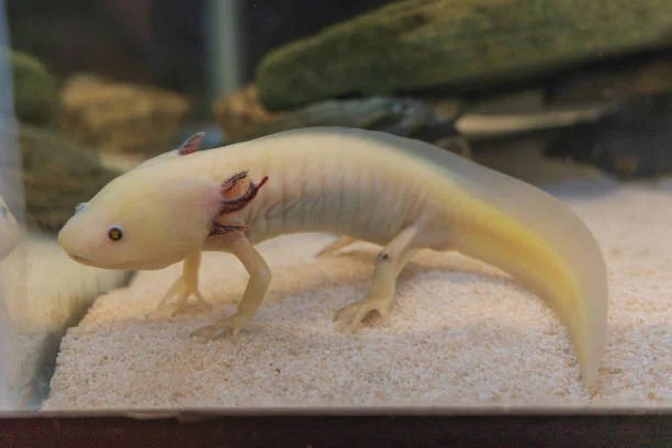 Discover Words To Describe Axolotl With Striking Clarity